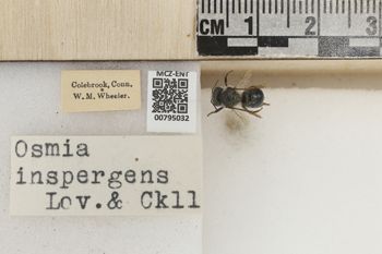 Media type: image;   Entomology 795032 Aspect: Labels